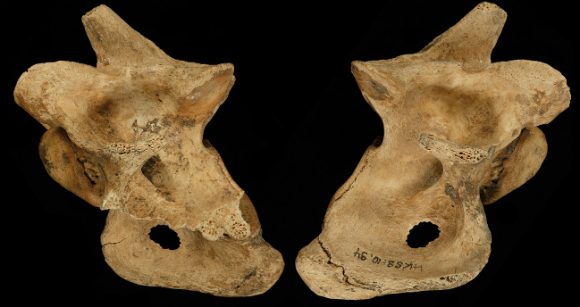 מחקר מדוקדק של הנקב בעצם האגן מעלה שהוא נגרם מחנית עץ | צילום: Eduard Pop, MONREPOS & Leibniz-Researchinstitute for Archaeology