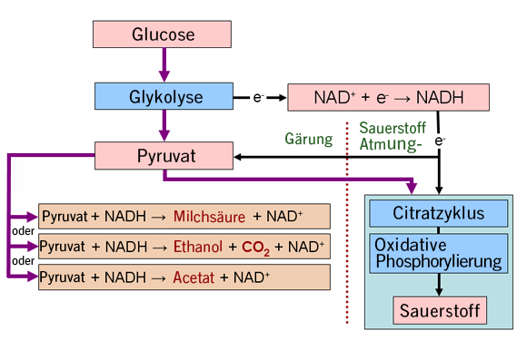 Atmungs- und Gärungsprozesse