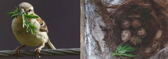 ועלה בקן של דרורים | צילום: Griffith University