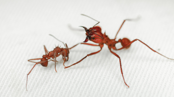 נמלת Atta cephalotes עורפת את ראשה של נמלת Acromyrmex echinatior צילום: Caitlin M. Carlson