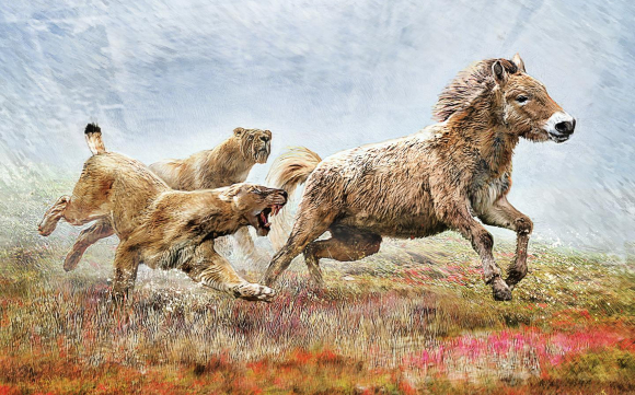 פעילי-יום שרצו מרחקים ארוכים כדי להתיש את הטרף, ואולי גם צדו בקבוצות. חתולי שן-סימיטר בפעולה | איור: University of Copenhagen