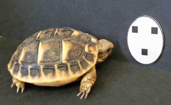 צבון שבקע זה עתה נעצר בניסוי מול האיור המזכיר פנים | צילום: Gionata Stancher