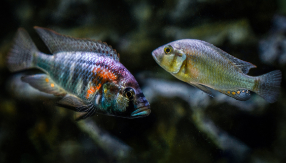 הצבעוניים והתוקפניים או הנחותים השקטים? דגי A. burtoni במחקר. צילום: The Jordan Lab, Max Planck Institute of Animal Behavior