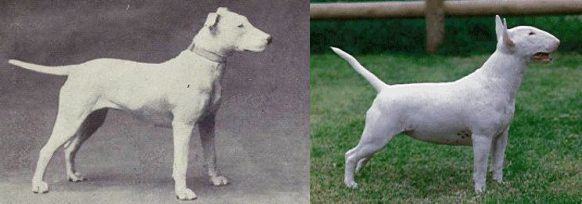 תוספת של בטן גדולה ועיוות בגולגולת. שינויים בכלבי בול טרייר ב-100 השנים האחרונות. מקור: Caen Elegans