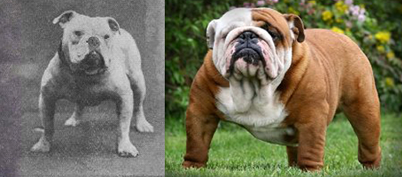 בולדוג אנגלי אז והיום. השינויים הפכו אותו פגיע למחלות רבות וקיצרו מאוד את תוחלת חייו | מקור: Caen Elegans