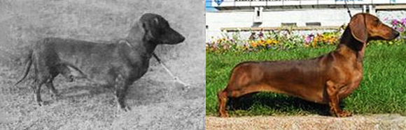 כלבי תחש גזעיים סובלים מגוף וצוואר ארוכים, ומרגליים קצרות מאוד וסובלים מבעיות רבות | מקור: Caen Elegans