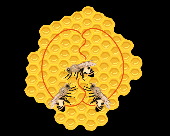 כיוון הריקוד והקצב שלו מוסרים מידע על איכות המזון ומיקומו ביחס לשמש. ריקוד הדבורים | תרשים: Science Photo Library