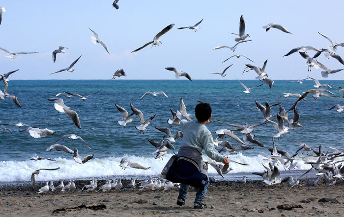 האכלת שחפים בחוף ים בקוריאה הדרומית | צילום: KoreaKHW, Shutterstock