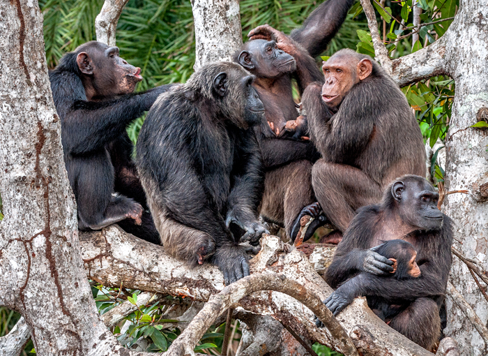 ככל שפגיעת האדם בקבוצה קשה יותר, כך קשה לה יותר למשר את מסורותיה. שימפנזים בטבע | צילום: Shutterstock