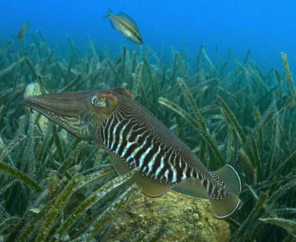 דיונון הרוקחים | צילום: Roger Hanlon