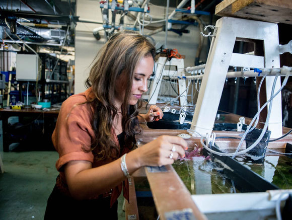 אלכסנדרה שנל בחדר גידול הדיונונים במעבדות ווּדְס הוֹל |צילום: Grass Foundation