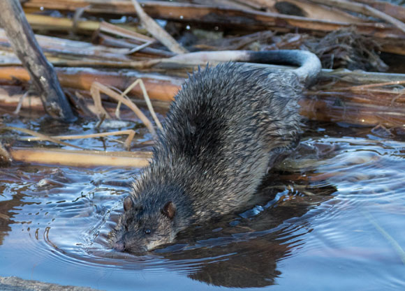 חולדת מים אוסטרלית | Shutterstock