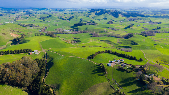 נוף כפרי בצפון ניו זילנד | צילום: Edgardo German, Shutterstock
