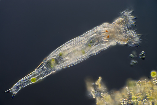 רוטיפרים דלואידים (Bdelloid) , מקור: science photo library