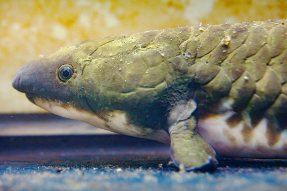 דג הריאה האוסטרלי | צילום: IMP/Schedl