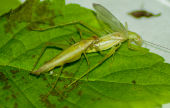 זכר קטן של Oecanthus henryi מזדווג עם נקבה. הכדור שמתחת לחלקו האחורי הוא הספרמטופור| צילום: RITTIK DEB