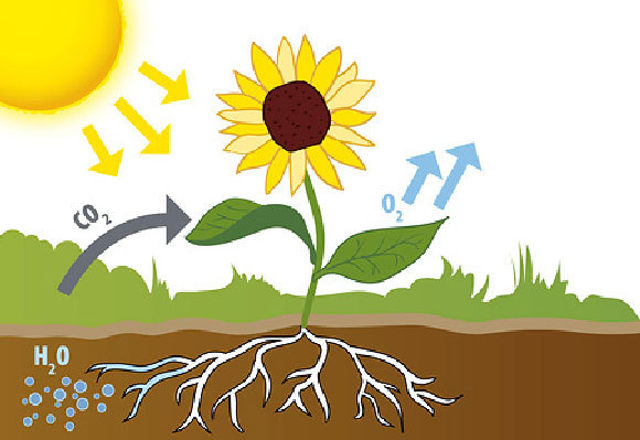 אילוסטרציה של צמח מבצע פוטוסינתזה, שבה הוא קולט פחמן דו חמצני ופולט חמצן | Jeanette Engqvist, Science Photo Library