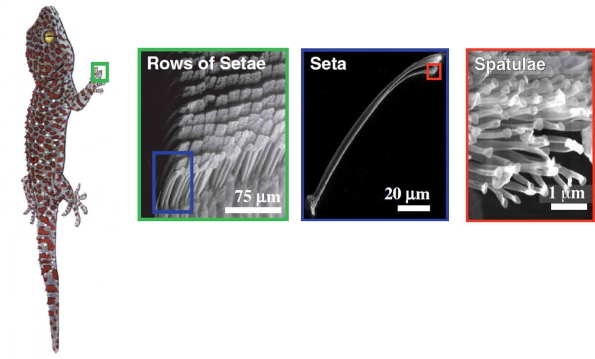 تصوير الألياف التي تُكوّن كفّة رجل الوزغة بواسطة مجهر الإلكترونات│ أخذت الصّورة من مقالة نُشرت في مجلة Nature سنة 2000 (Adhesive Force of a Single Gecko Foot-Hair)