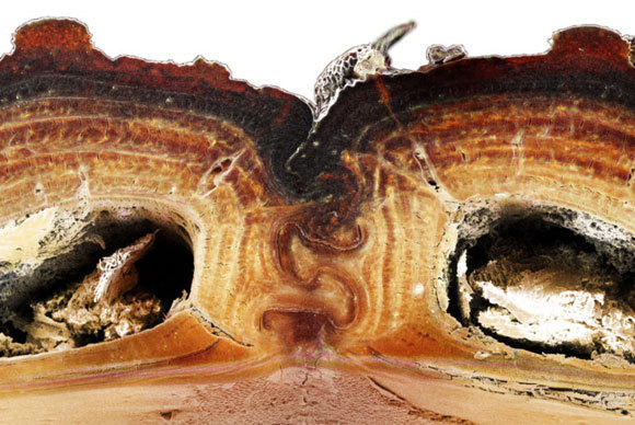 חתך של התפר המחבר את כנפי החפייה | צילום: Jesus Rivera / UCI