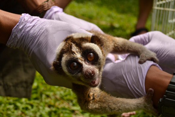 לוריס איטי ג'אווה מקבל טיפול רפואי בפצעיו בשמורה באינדונזיה | צילום: Igud Supian, Shutterstock