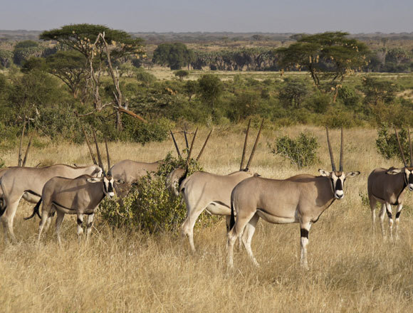 עדר ראם מזרח אפריקאי | צילום: MicheleB, Shutterstock