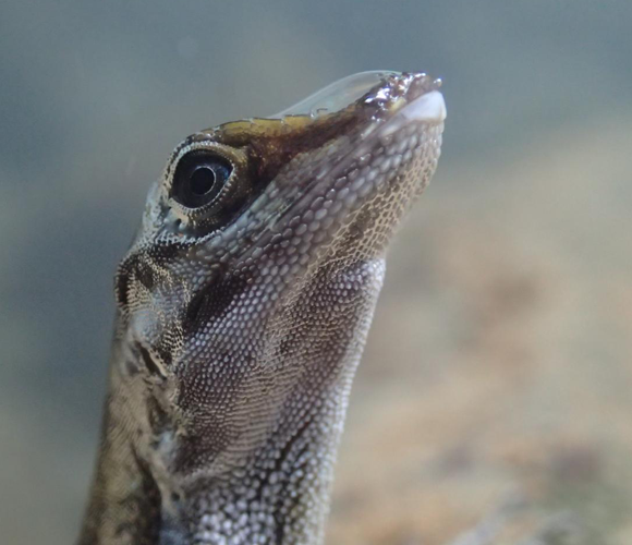 צילום: Lindsey Swierk, UNIVERSITY OF TORONTO