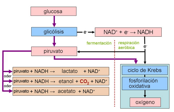 Procesos de respiración y fermentación | Diagrama: Wikipedia