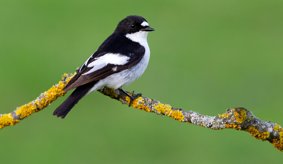ציפורי החטפית מחמיצות את שפע המזון בגלל האביב המוקדם, ואוכלוסייתן נעלמת והולכת | צילום: Jesus Giraldo Gutierrez, Shutterstock
