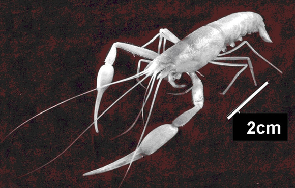 באגם שבעומק המערה נמצאו שלושה מיני סרטנים, מהם שניים זעירים ואחד גדול: סומית איילון, בתמונה | ויקיפדיה, דוד דרום