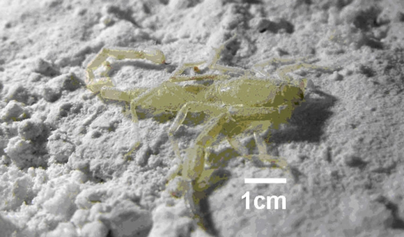 שרידים של עקרב-סומא איילון, ששרדו במערות במשך מיליוני שנים, ונראה שנכחדו במהלך שנות ה-90 | ויקיפדיה, ישראל נעמן