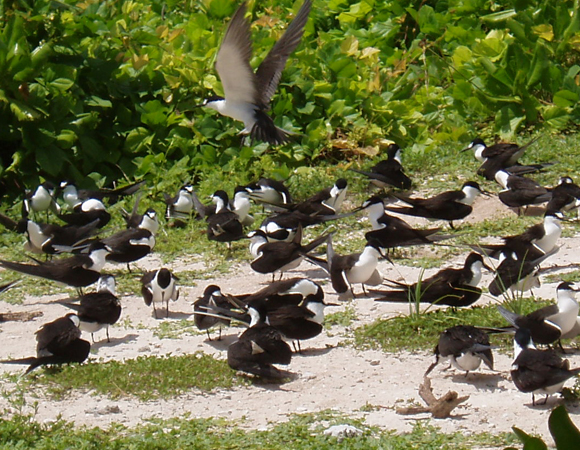 קינון עופות ים באי "האח הדרומי" בארכיפלג צ'אגוס | Wikipedia, Anne Sheppard