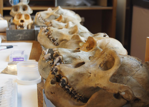 פלאק על שיני גורילות, עם גוון שחור כנראה בגלל תזונה צמחית. צילום: Katerina Guschanski