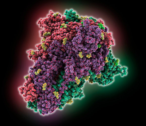 חלבון הספייק של נגיף קורונה של עטלפים | איור: LAGUNA DESIGN / SCIENCE PHOTO LIBRARY