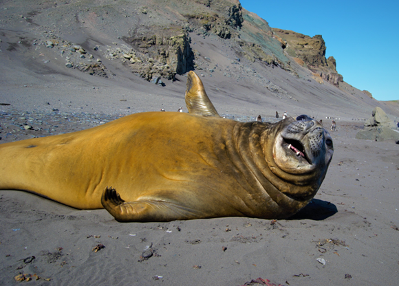 פיל ים מהמין M. angustirostris