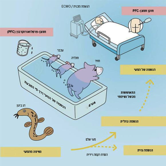 איור המסכם את המחקר | מקור: Institute of Research,TMDU