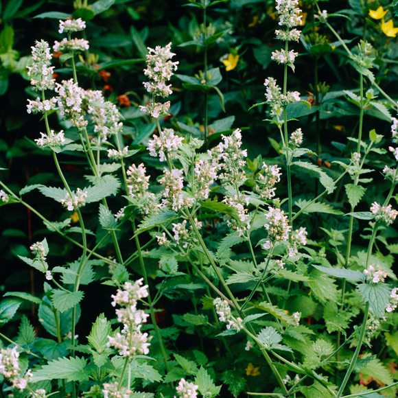 כבר במאה ה-17 מצאו בוטנאים משוודיה שקטניפ יעיל בדחיית כינים. J.B. Rapkins, Science Photo Library