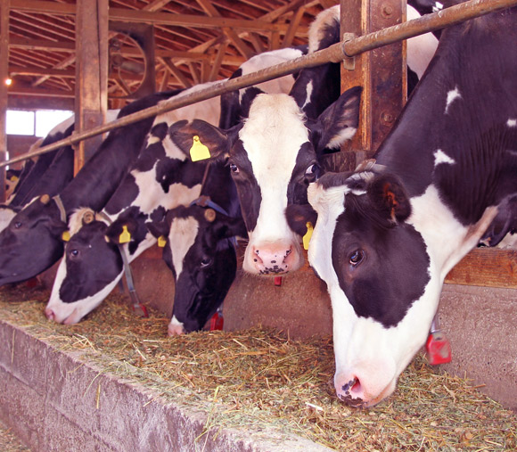 As a first step, insect powders will probably be used to feed farm animals, reducing the price of meat | Photo: Shutterstock