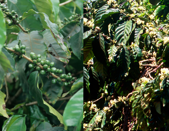 צמחים של קפה ערביקה (משמאל) וקפה רובוסטה | Michael R Chandler, Cristina Pedrazzini, Science Photo Library