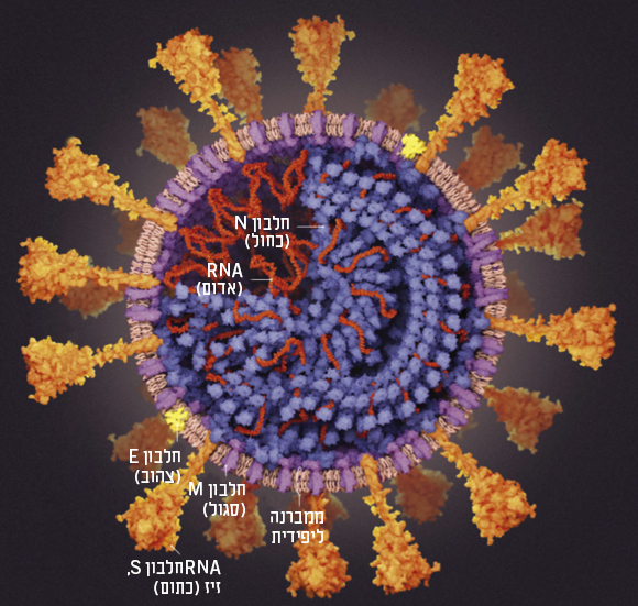 מבנה נגיף הקורונה החדש