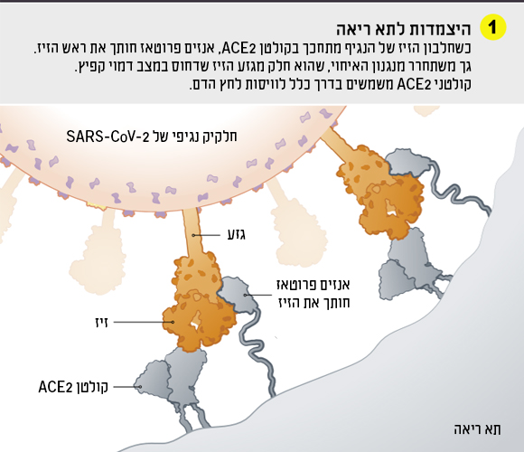 תרשים היצמדות לתא ריאה