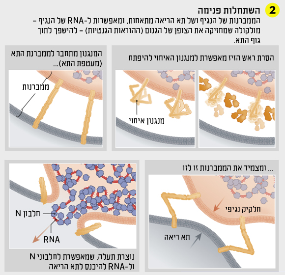 תרשים השתחלות פנימה