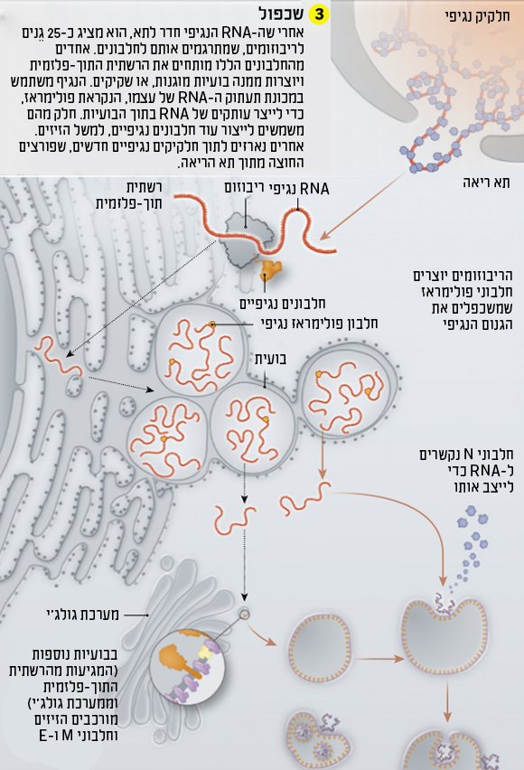 תרשים שכפול
