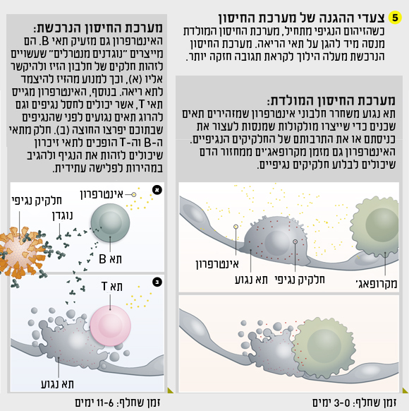 תרשים תגובת מערכת החיסון