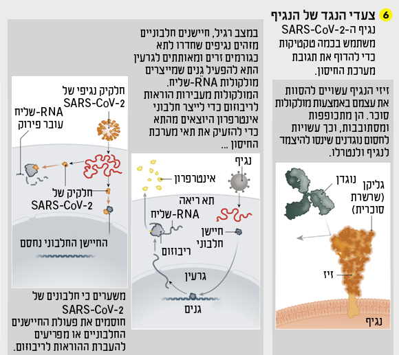 תרשים צעדי הנגד של הנגיף