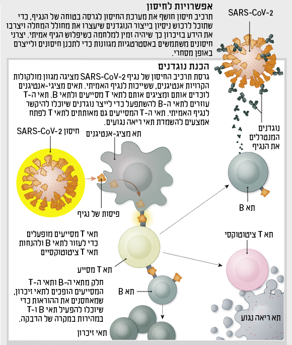 תרשים אפשרויות לחיסון 1