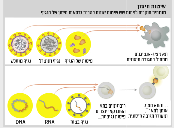 תרשים שיטות חיסון