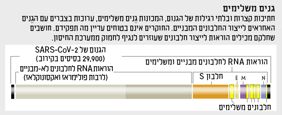תרשים גנים משלימים