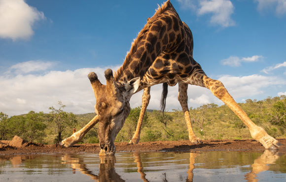 ג'ירפה מתכופפת לשתות | Shutterstock, Wim Hoek