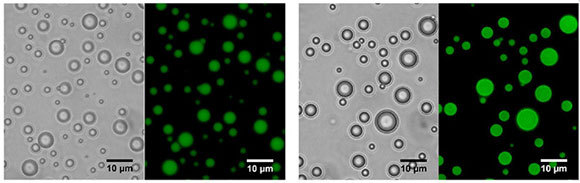 החלבונים, שאולי מייצגים את האנזימים הקדומים, קושרים לא רק ATP אלא גם RNA ו-DNA חד גדילי, ומסוגלים להרכבה עצמית וליצירת מדורים נבדלים. תמונת מיקרוסקופ פלואורסצנטי של טיפות הנוזל הנוצרות בנוכחות החלבונים הקצרים | מכון ויצמן למדע