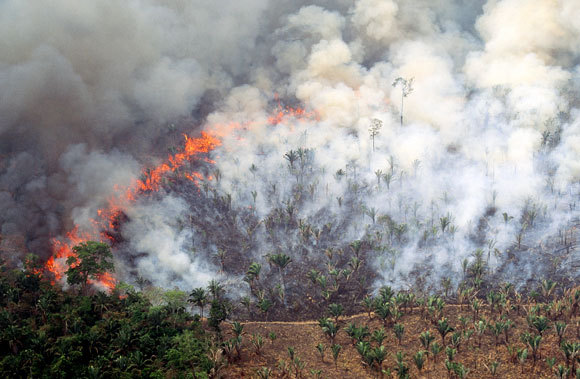 ריפה באמזונס כדי לפנות מקום למרעה | Jacques Jangoux, Science Photo Library